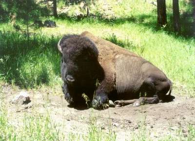Jednorogi bizon, obiekt fotograficznych oww Jamesa. Foto Co. Alicja Sordyl 2001
